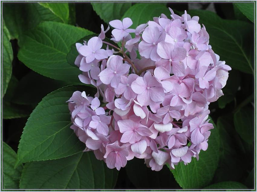 Hortensia 2009 2