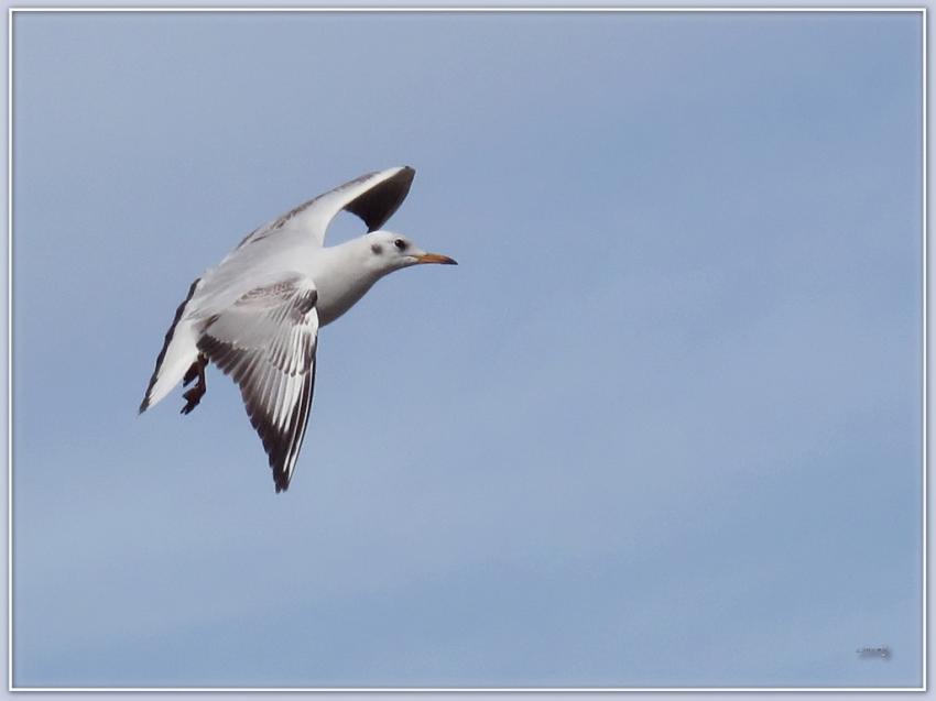 Mouette 23210 5