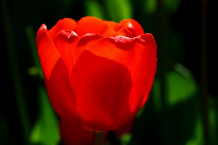 Les tulipes du zoo (6) Rouge... Rouge.