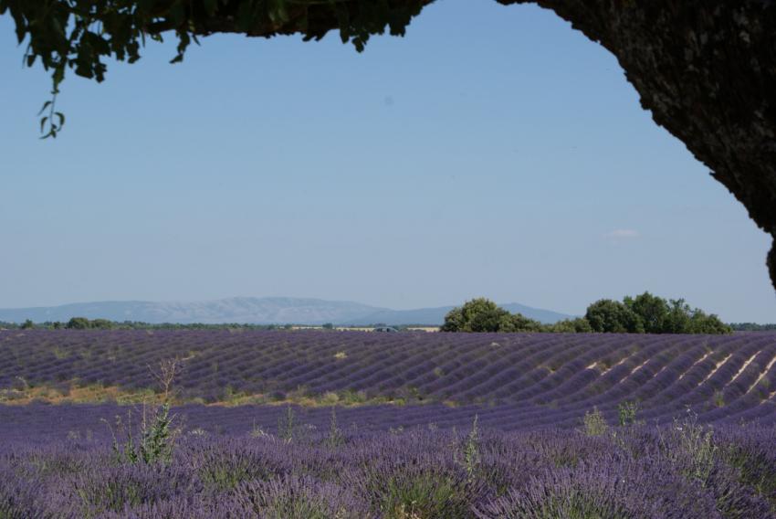 Plateau de Valensole