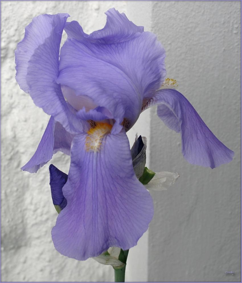 Iris 2009