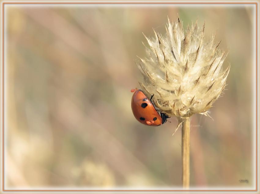 Coccinelle 25909