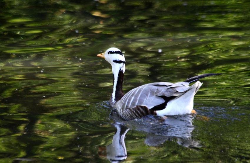 Canard (?) du zoo (1)