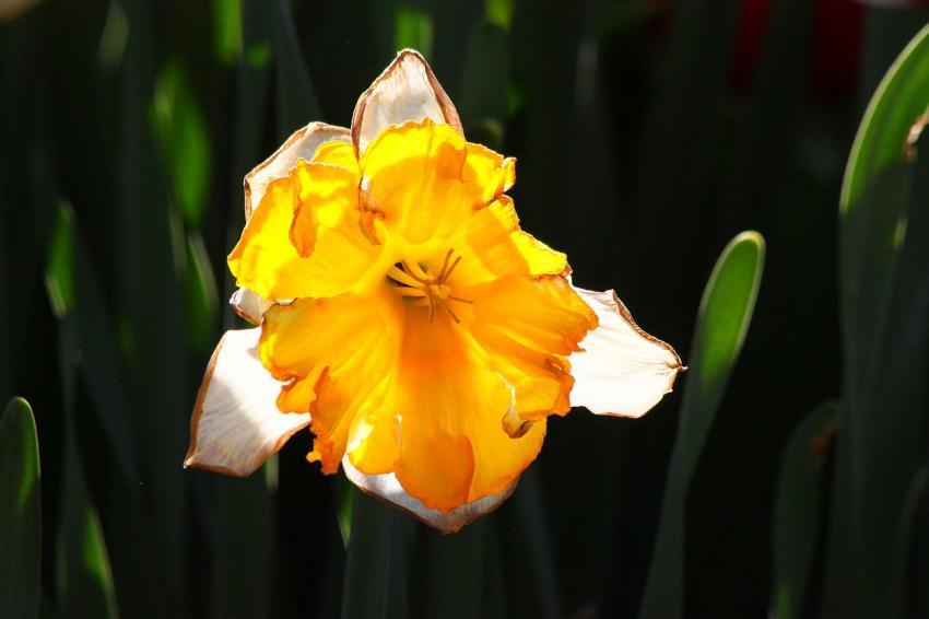 Une fleur du zoo