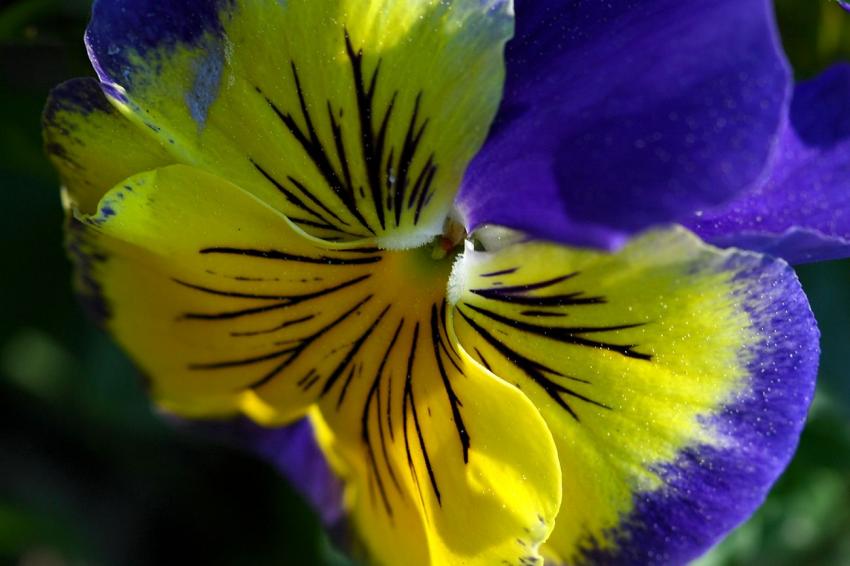 Quelques fleurs du zoo (5) Pour changer, une pens