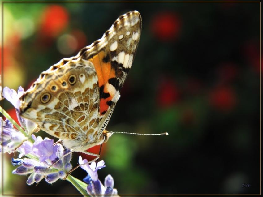 Papillon belle dame 