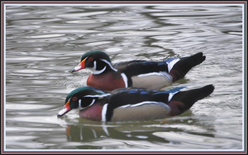 Canards carolins