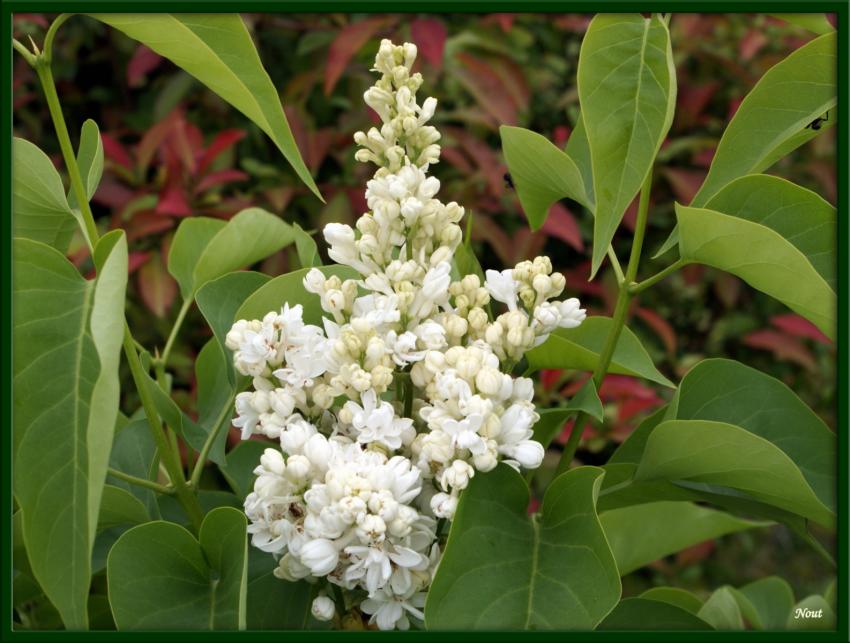 Lilas blanc