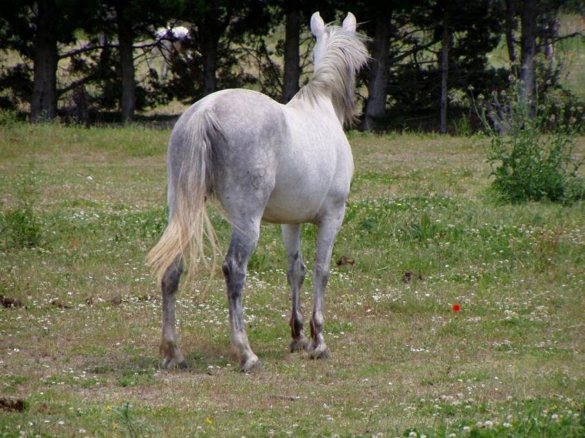 cheval