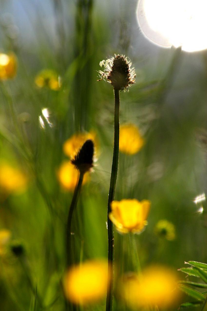 Au bord du canal,  contre-jour (2)