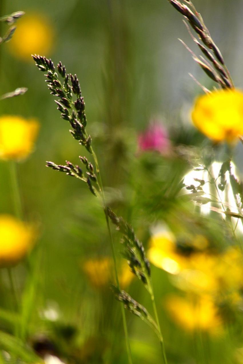 Au bord du canal,  toutes sortes de fleurs (?) (3)