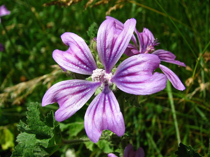 La mauve Sylvestre