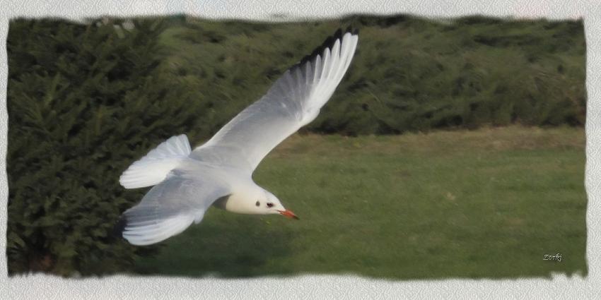 Mouette 13110 2