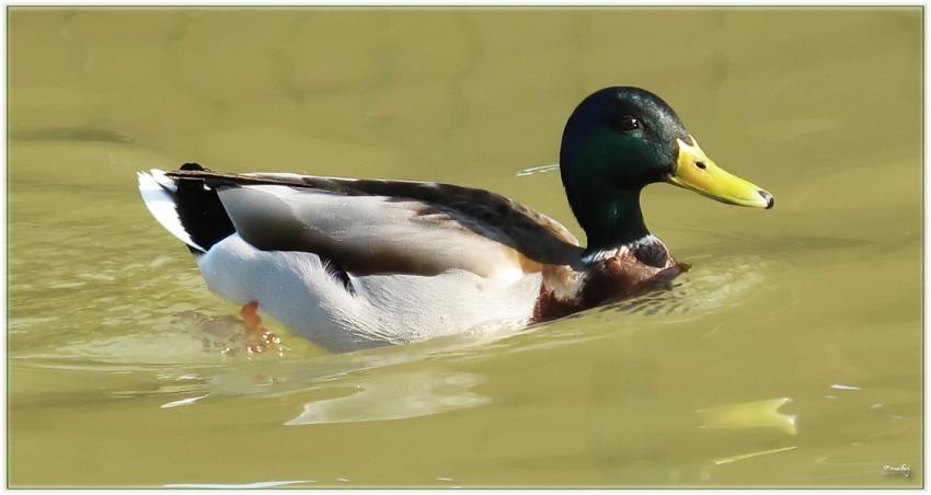 Canard colvert 2009