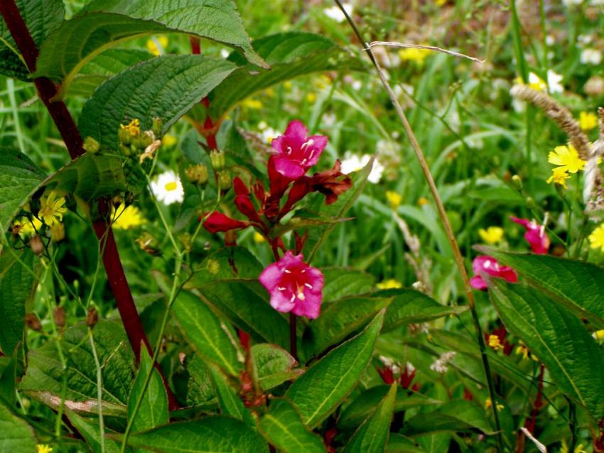 fleurs