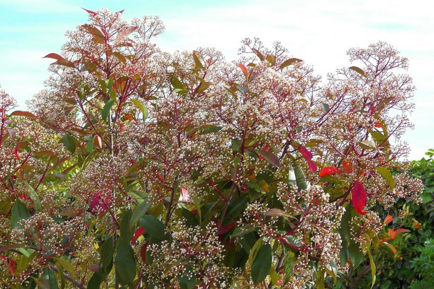 Une floraison abondante