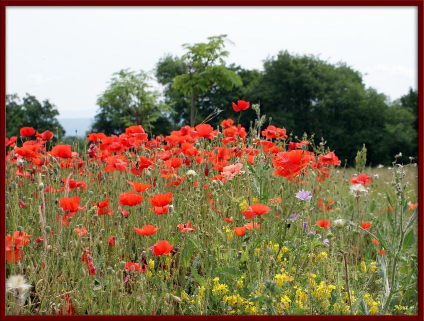 Fleurs des champs