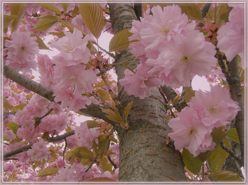 Arbre fleurs 2