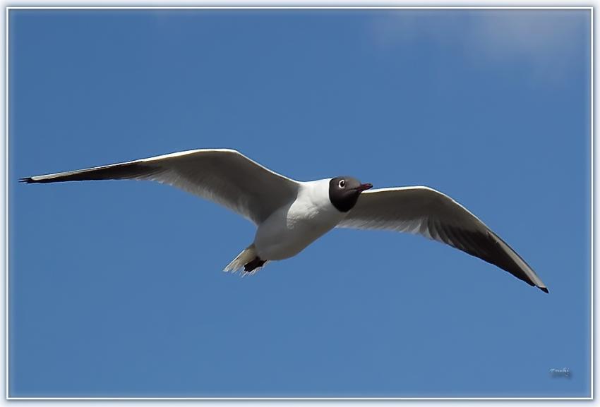 Mouette 150310