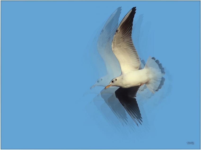 Mouette 24110 4