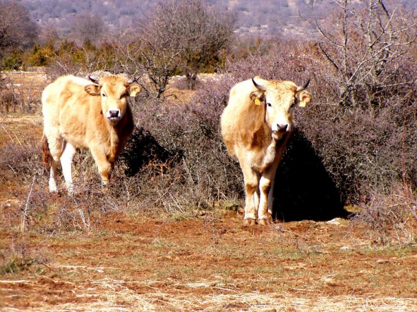 boeuf