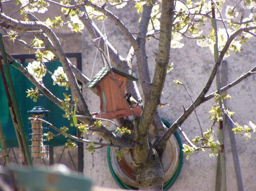 oiseau a table