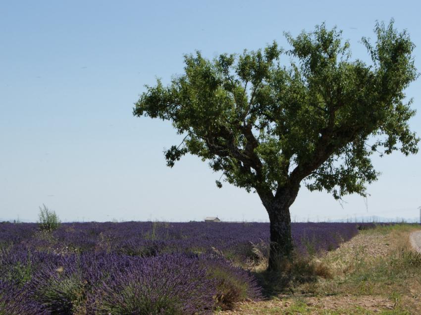 Plateau de Valensole