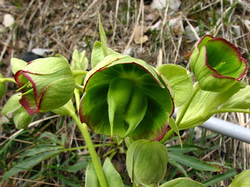 l'hellebore ftide 