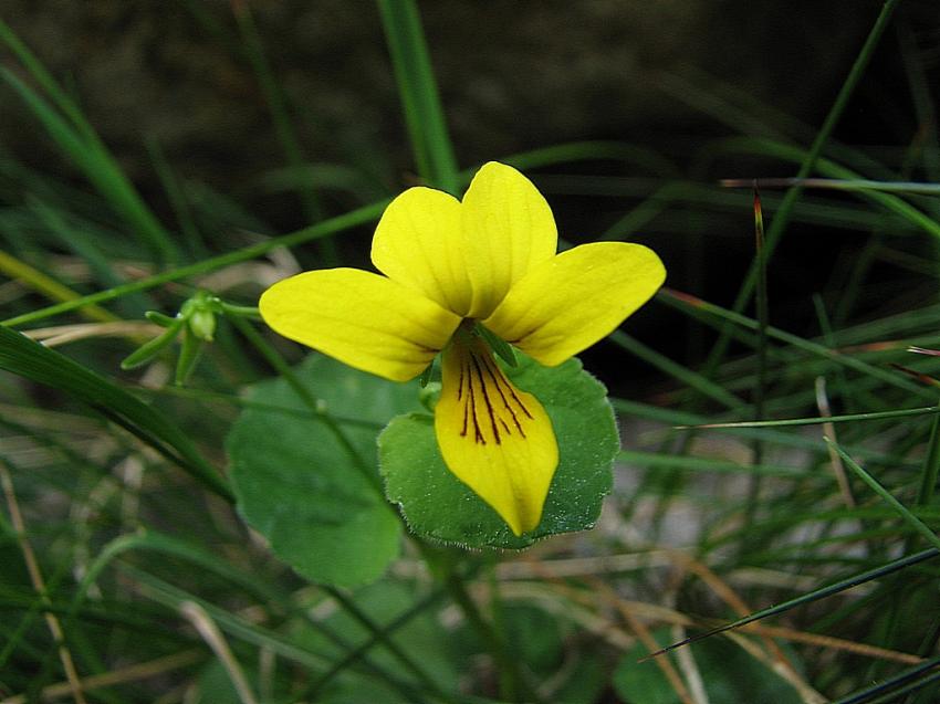 Viola biflora