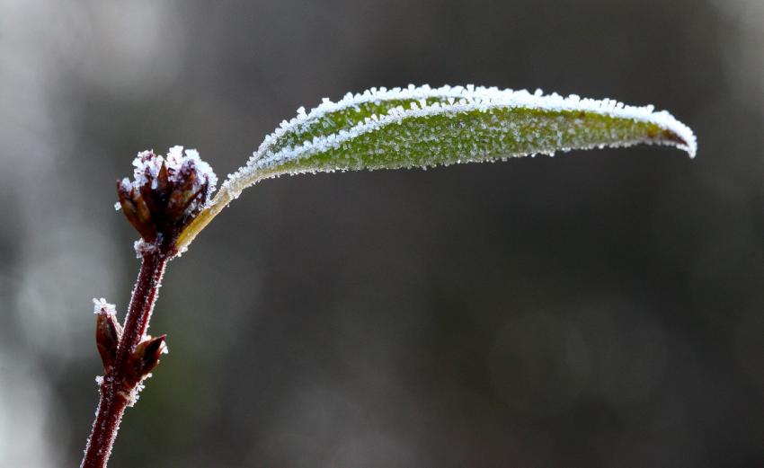 Il fait froid !