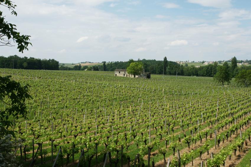 Saint Emilion