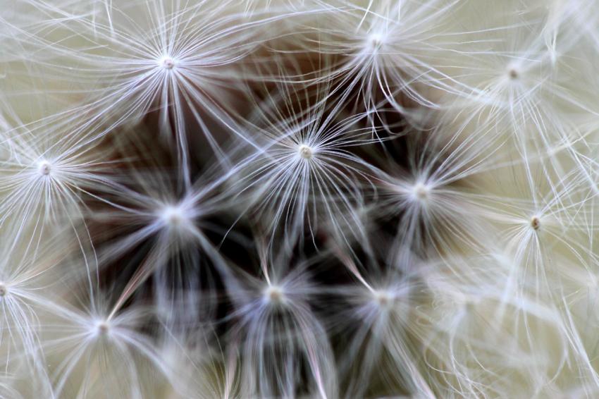 Boule duveteuse de pissenlit (3) (macro)