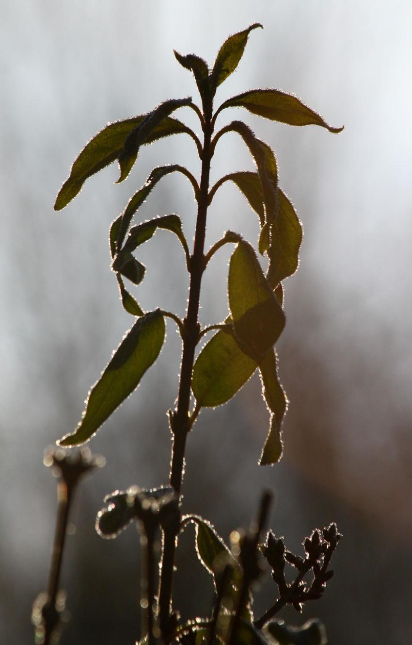 Contre-jour