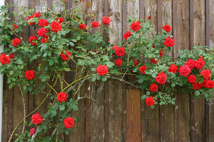 Le jardin de ma Mre