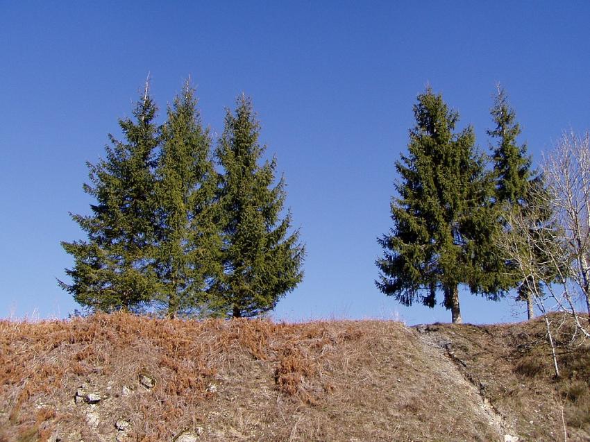 arbre du lac de laouzes