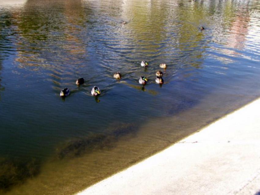 bord du lez montpellier