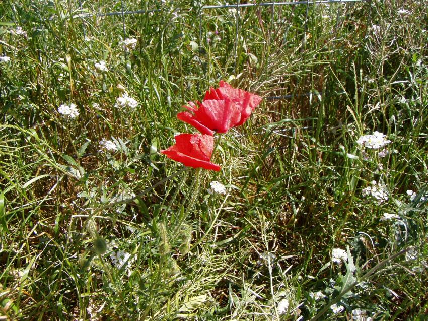 fleur montpellier