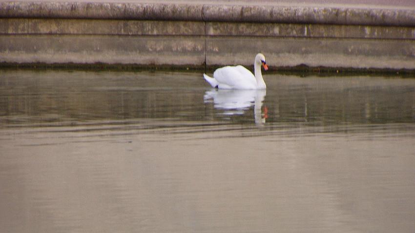 cygne a montpellier