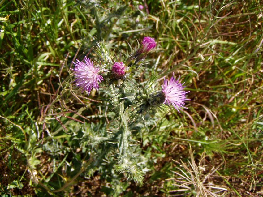 fleur montpellier