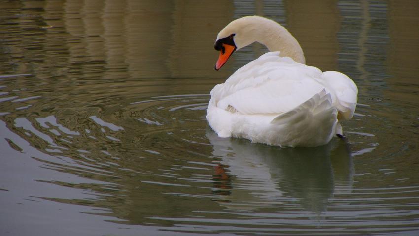 un cygne a montpellier