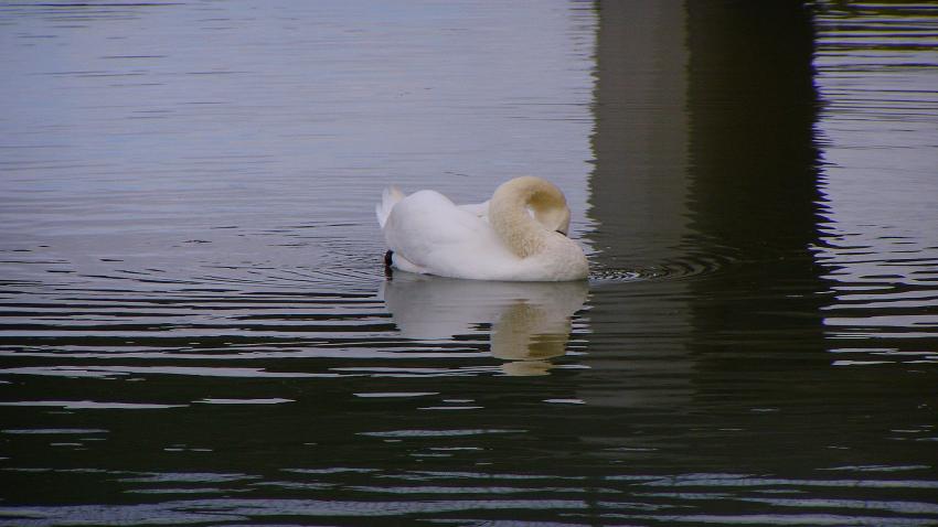 cygne a montpellier