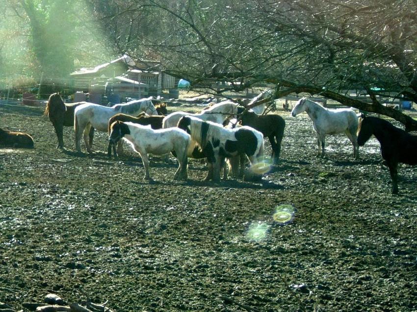 cheveaux dans les champs