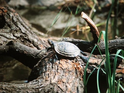 tortue de la rivière
