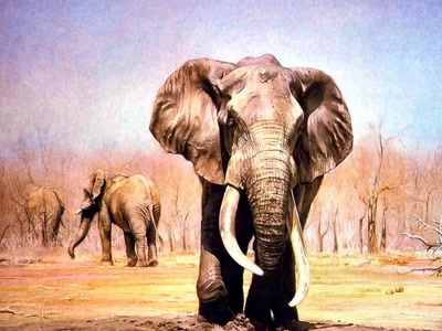 Elephants