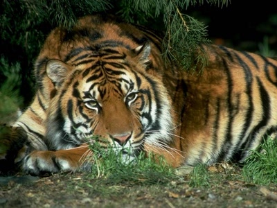 Tigre
