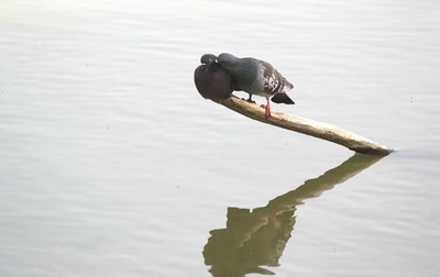 D'amour et d'eau fraÃ®che...