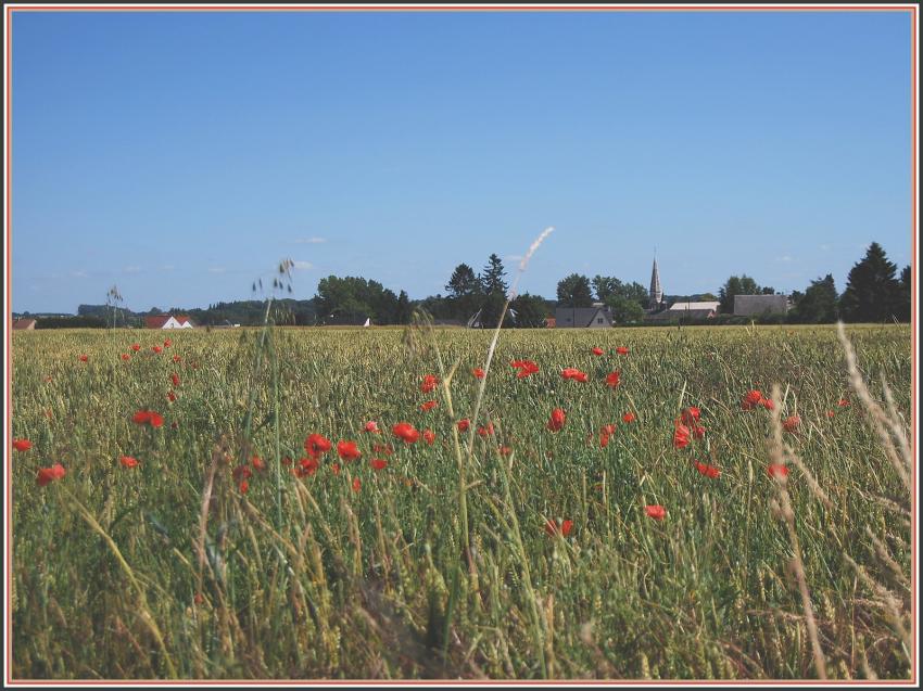 Blés et coquelicots