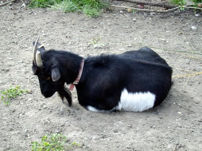 Chèvre endormie