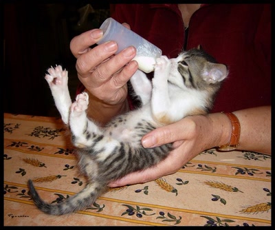 Mouchette à 15 jours
