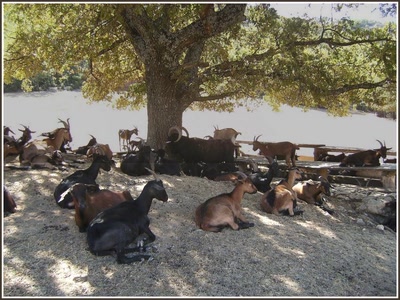 Chêvres dans le Luberon